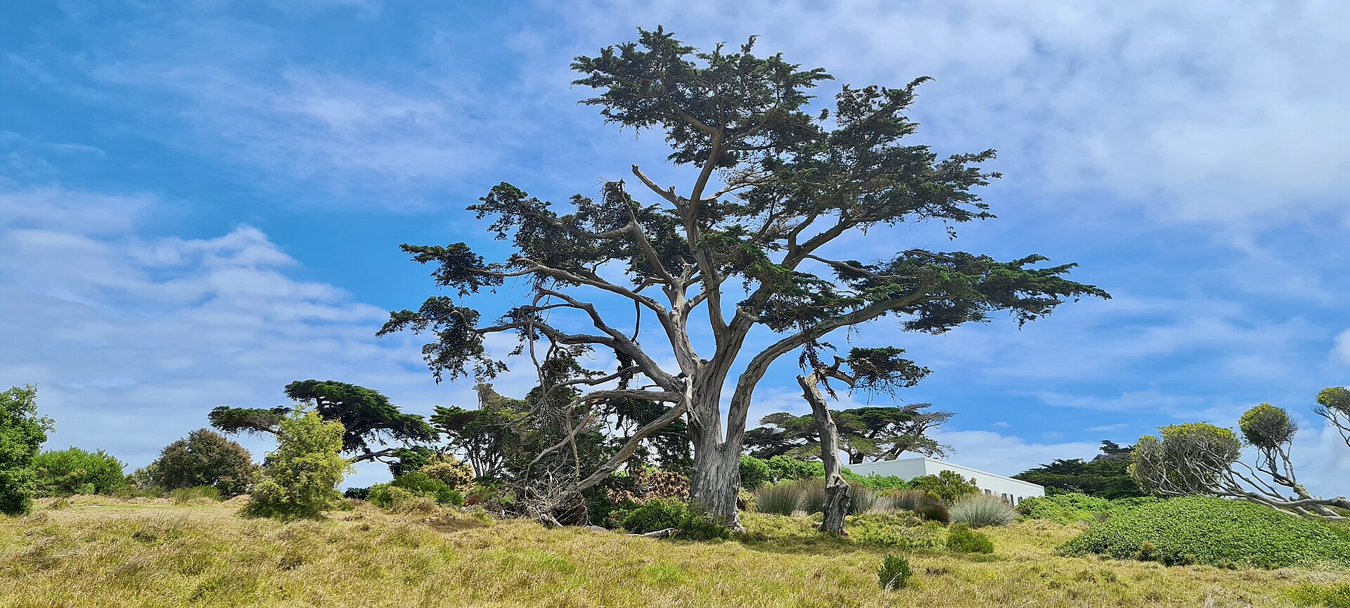 A Monterey cypress (Hesperocyparis macrocarpa) on the California coast